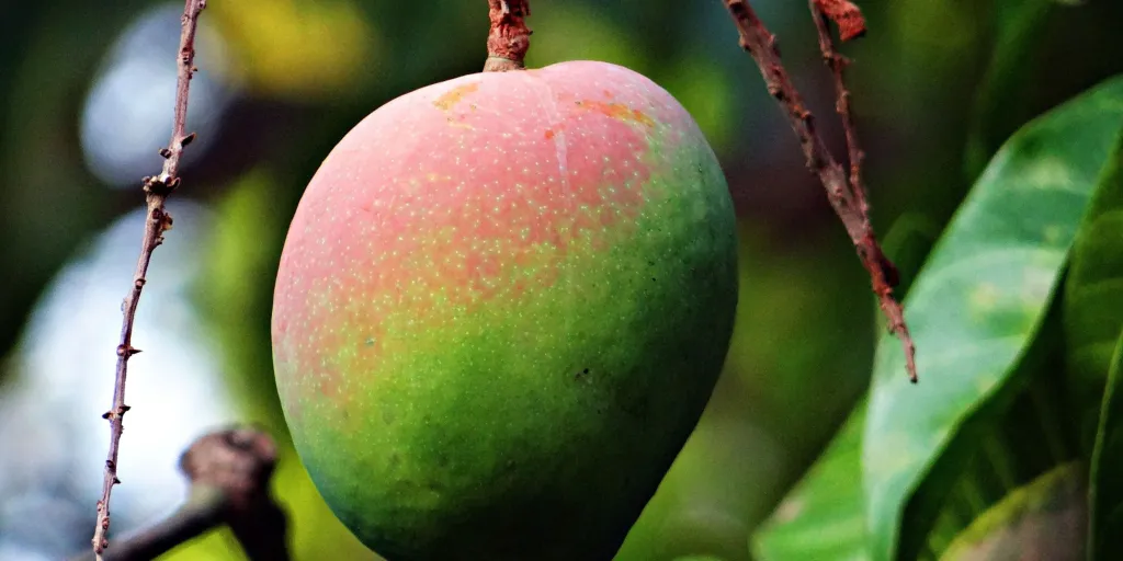 Top 5 Summer Fruits
