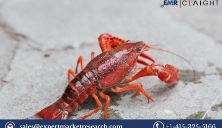 Crayfish Market