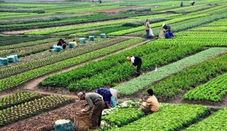 Top 10 Most Profitable Agricultural Business Ideas