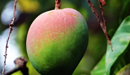 Top 5 Summer Fruits